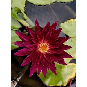 live water lily bulbs for outdoor pond -pack of 1