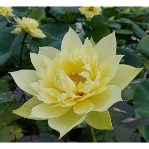 live yellow bowl lotus root tuber nelumbo nucifera for water garden pond amp rooftop  hybrid flowering plant  yellow  blooms 30-40 days
