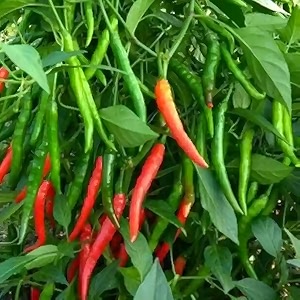 long chilli seeds for planting  high yield hot pepper seeds  home garden amp farm use high germination rate 100 seeds pack