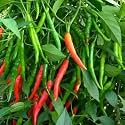 Long Chilli Seeds for Planting | High Yield Hot Pepper Seeds | Home Garden &amp; Farm Use High Germination Rate 100+ Seeds Pack