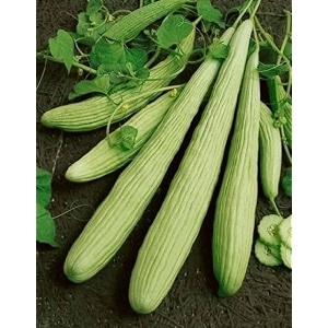 long melon seeds for planting  premium kakri seeds for home garden amp farm