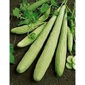 Long Melon Seeds for Planting | Premium Kakri Seeds for Home Garden &amp; Farm