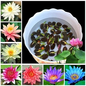 Lotus Flower Seeds for Home Garden a