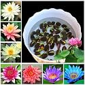 Lotus Flower Seeds for Home Garden 