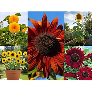 low maintenance hybrid flower seeds combo pack- all year flower seeds supply 4 varieties sunflower combo