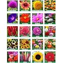 Low Maintenance Hybrid Flower Seeds Combo Pack- All Year Flower Seeds Supply (15 VARIETIES)