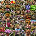 Low Maintenance Hybrid Flower Seeds Combo Pack- All Year Flower Seeds Supply (50 VARIETIES)