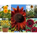 Low Maintenance Hybrid Flower Seeds Combo Pack- All Year Flower Seeds Supply (4 VARIETIES SUNFLOWER COMBO)