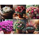 Low Maintenance Hybrid Flower Seeds Combo Pack- All Year Flower Seeds Supply (6 VARIETIES)