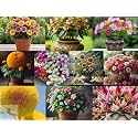 Low Maintenance Hybrid Flower Seeds Combo Pack- All Year Flower Seeds Supply (EAST INDIA WINTER COMBO - 10 VARIETIES)
