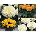 Low Maintenance Hybrid Flower Seeds Combo Pack- All Year Flower Seeds Supply (MARIGOLD 2 VARIETIES)