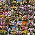 Low Maintenance Hybrid Flower Seeds Combo Pack- All Year Flower Seeds Supply (40 VARIETIES)