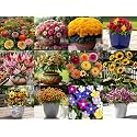 Low Maintenance Hybrid Flower Seeds Combo Pack- All Year Flower Seeds Supply (12 VARIETY RAINY SEASON COMBO).