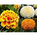 Low Maintenance Hybrid Flower Seeds Combo Pack- All Year Flower Seeds Supply (MARIGOLD 3 VARIETIES)