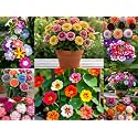 Low Maintenance Hybrid Flower Seeds Combo Pack- All Year Flower Seeds Supply (10 VARIETIES)