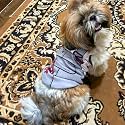 Lulala Dog Printed T-Shirts Clothes Vest Puppy Costumes Cool Puppy T-Shirts Breathable Dog Outfit Soft Clothes for Dog and Cat(Pink, 24 Inch)