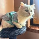 Lulala Pet Frock Floral Dress Pet Shirt Skirt Striped T Shirts Cotton Vest Pet Princess Dress Pet Dress Princess Dress Puppy Summer Dress for Pets 18 Inch,Sky Blue