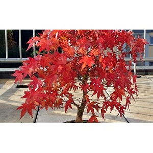 m-tech gardens exotic amur maple tree 10 seeds pack