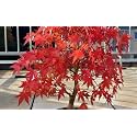 M-Tech Gardens Exotic Amur Maple Tree 10 Seeds Pack
