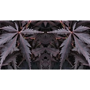 m-tech gardens exotic black maple tree 10 seeds pack