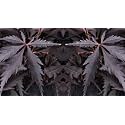 M-Tech Gardens Exotic Black Maple Tree 10 Seeds Pack