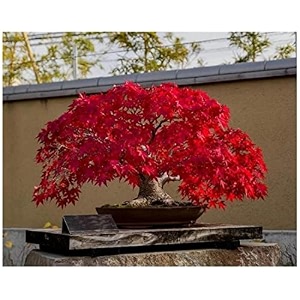 m-tech gardens exotic dark red maple tree 10 seeds pack