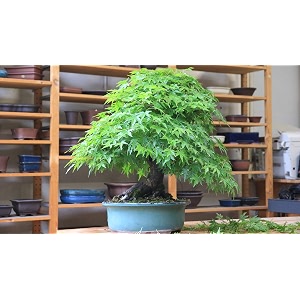 m-tech gardens exotic green maple tree 10 seeds pack