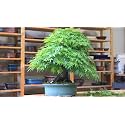 M-Tech Gardens Exotic Green Maple Tree 10 Seeds Pack