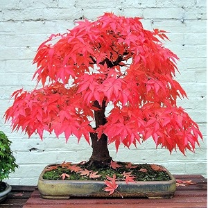 m-tech gardens exotic red maple tree 10 seeds pack