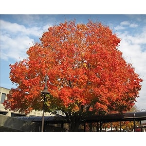 m-tech gardens exotic sugar maple tree 10 seeds pack