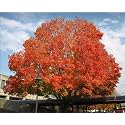 M-Tech Gardens Exotic Sugar Maple Tree 10 Seeds Pack