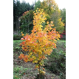 m-tech gardens exotic yellow sugar maple tree 10 seeds pack
