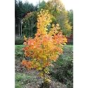 M-Tech Gardens Exotic Yellow Sugar Maple Tree 10 Seeds Pack
