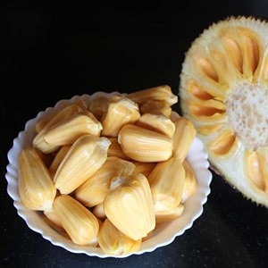 m-tech gardens jackfruit plant cambodian orange bud grafted hybrid artocarpus heterophyllus exotic 1 live fruit plant