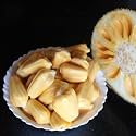 M-Tech Gardens Jackfruit Plant (Cambodian Orange, Bud Grafted, Hybrid) Artocarpus heterophyllus Exotic 1 Live Fruit Plant