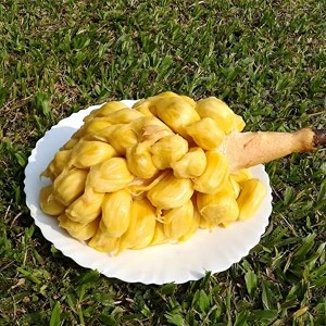 m-tech gardens jackfruit plant chunkapura orange bud grafted hybrid artocarpus heterophyllus exotic 1 live fruit plant