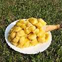 M-Tech Gardens Jackfruit Plant (Chunkapura Orange, Bud Grafted, Hybrid) Artocarpus heterophyllus Exotic 1 Live Fruit Plant