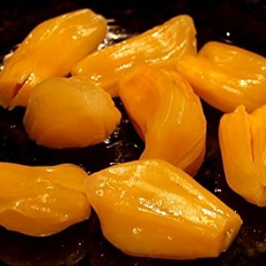 m-tech gardens jackfruit plant honey jack bud grafted hybrid artocarpus heterophyllus exotic 1 live fruit plant