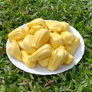 m-tech gardens jackfruit plant j-33 jack bud grafted hybrid artocarpus heterophyllus exotic 1 live fruit plant