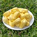 M-Tech Gardens Jackfruit Plant (J-33 Jack, Bud Grafted, Hybrid) Artocarpus heterophyllus Exotic 1 Live Fruit Plant