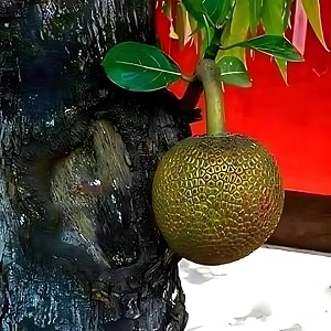 m-tech gardens jackfruit plant lotus jack bud grafted hybrid artocarpus heterophyllus exotic 1 live fruit plant