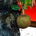 M-Tech Gardens Jackfruit Plant (Lotus Jack, Bud Grafted, Hybrid) Artocarpus heterophyllus Exotic 1 Live Fruit Plant