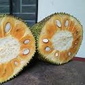 M-Tech Gardens Jackfruit Plant (Pathamuttam Jack, Bud Grafted, Hybrid) Artocarpus heterophyllus Exotic 1 Live Fruit Plant