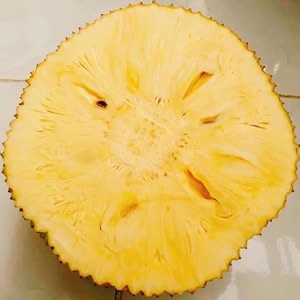 m-tech gardens jackfruit plant seedfree jack bud grafted hybrid artocarpus heterophyllus exotic 1 live fruit plant