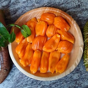 m-tech gardens jackfruit plant siddhu jack bud grafted hybrid artocarpus heterophyllus exotic 1 live fruit plant