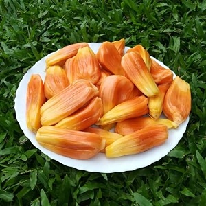 m-tech gardens jackfruit plant sindoor jack bud grafted hybrid artocarpus heterophyllus exotic 1 live fruit plant