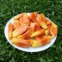 M-Tech Gardens Jackfruit Plant (Sindoor Jack, Bud Grafted, Hybrid) Artocarpus heterophyllus Exotic 1 Live Fruit Plant