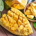 M-Tech Gardens Jackfruit Plant (SriLankan Jack, Bud Grafted, Hybrid) Artocarpus heterophyllus Exotic 1 Live Fruit Plant