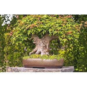 m-tech gardens rare mixed dwarf maple tree 10 seeds for growing