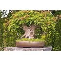 M-Tech Gardens Rare Mixed Dwarf Maple Tree 10 Seeds for Growing